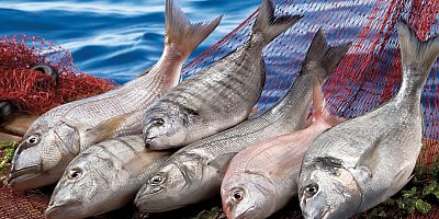 Su ürünleri üretimi 2022 yılında %6