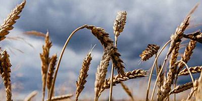 Tahıllar ve diğer bitkisel ürünler bir önceki yıla göre azaldı