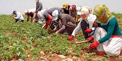 Tarım işçilerinin günlük ücreti geçen yıl artış kaydetti