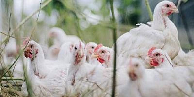 Tavuk eti üretimi 198 bin 817 ton oldu