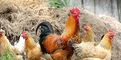 Tavuk eti üretimi 232 bin 63 ton, tavuk yumurtası üretimi 1,92 milyar adet olarak gerçekleşti