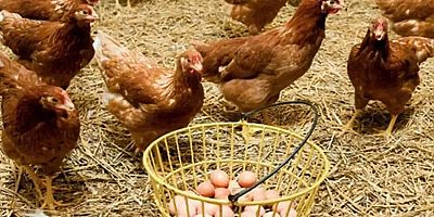 Tavuk eti üretimi 241 bin 782 ton, tavuk yumurtası üretimi 1,53 milyar adet olarak gerçekleşti