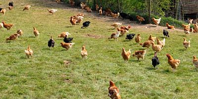 Tavuk eti üretimi arttı