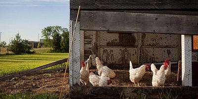 Tavuk eti üretimi arttı