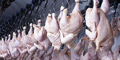 Tavuk eti üretimi Kasım'da arttı