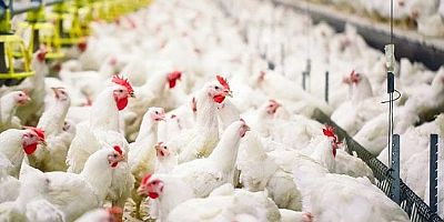 Tavuk eti üretimi Mayıs'ta azaldı