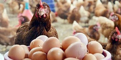 Tavuk eti ve yumurta üretimi Kasım'da azaldı