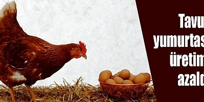 Tavuk yumurtası üretimi azaldı