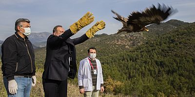 Tedavileri tamamlanan bir kartal ve iki şahin doğaya salındı