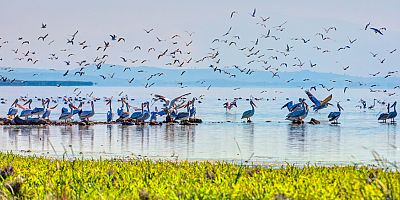 TEMA Vakfı: Gelecek nesiller için canlı çeşitliliği bize emanet