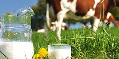 Temmuz'da 825 bin 132 ton inek sütü toplandı