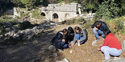 Termessos’un çiğdemleri çiçek açtı