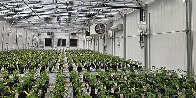 Tıbbi Kenevir Üretiminde Yeni Dönem Başlıyor