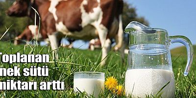 Toplanan inek sütü miktarı arttı