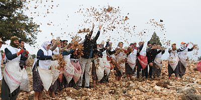 Torosların Süsü Sedir Ağacı Tohumları Toprakla Buluştu