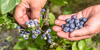 Tropikal meyve ihracatında hedef 25 milyon dolar