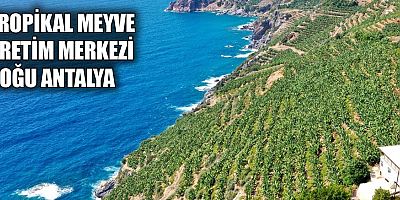 Tropikal meyve üretim merkezi Doğu Antalya...