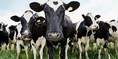 TÜİK, 2022 Yılı Hayvansal Üretim İstatistikleri'ni Açıkladı!