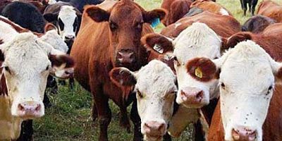 TÜİK açıkladı: Büyükbaş hayvan sayısı azaldı