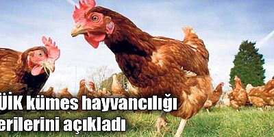 TÜİK kümes hayvancılığı verilerini açıkladı