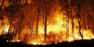 Türkiye’de yanan orman alanlarının %98’i insan kaynaklı