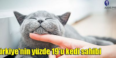 Türkiye'nin yüzde 19'u kedi sahibi
