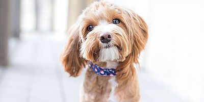 Türkiye'nin yüzde 6'sı köpek sahibi