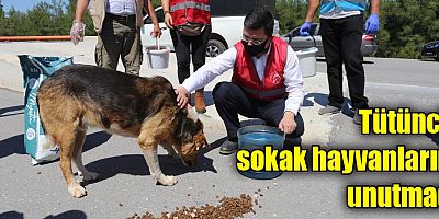 Tütüncü, sokak hayvanlarını unutmadı  