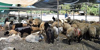 Ücretsiz ve randevulu kurban kesimi