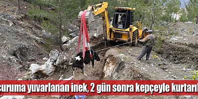 Uçuruma yuvarlanan inek, 2 gün sonra kepçeyle kurtarıldı