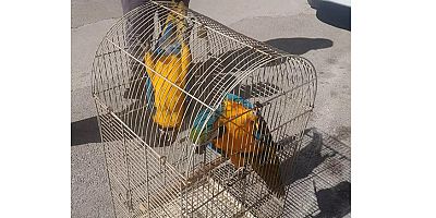 Ülkemizde Üretimi ve Satışı Yasak Olan Macaw Papağanlarına EL KONULDU