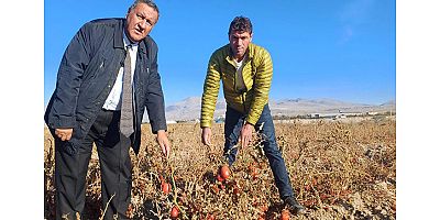 Üretici: “600 ton domatesim tarlada kaldı”