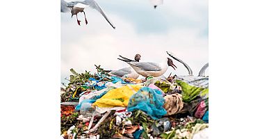 WWF'ten plastik kirliliğine karşı güçlü ve hukuken bağlayıcı bir küresel anlaşma çağrısı