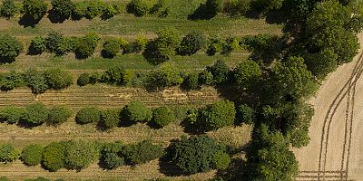WWF-Türkiye'den Uyarı: “1.8 Dünya varmış gibi tüketiyoruz”