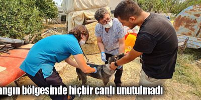 Yangın bölgesinde hiçbir canlı unutulmadı