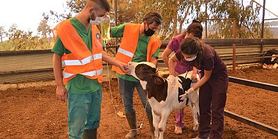 Yangın bölgesinde yaralı hayvanlar tedavi ediliyor