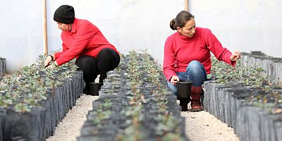 Yangın bölgesinin tohumları yeşermeye başladı