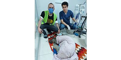 Yangın mağduru hayvanlar için HAÇİKO Yaşam Çiftliği kuruluyor