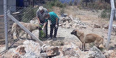 Yangından etkilenen sokak hayvanlarına Alanya Belediyesi'nden destek