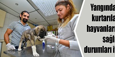 Yangından kurtarılan hayvanların sağlık durumları iyi