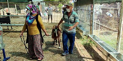 Yangınzede vatandaşlara küçükbaş hayvan desteği