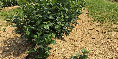 Yanlış Yetiştirilen Aronya Meyvesi Mağduriyet Yaratıyor