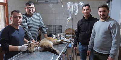 Yaralı bulunan dağ keçisi tedaviye alındı 