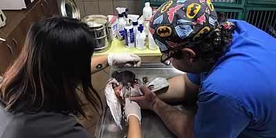 Yaralı güvercin Kemer Belediyesi tarafından tedaviye alındı