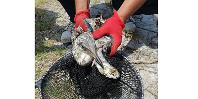 Yaralı martıya ABB ekipleri yardım etti