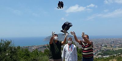 Yaralı sansar ve iki karga yavrusu yeniden özgür...