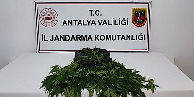 Yasa dışı kenevir yetiştiriciliğine Jandarma darbesi