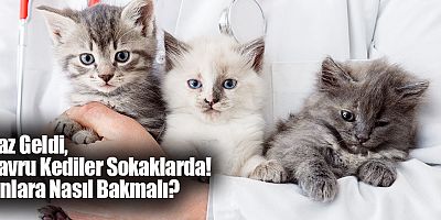 Yaz Geldi, Yavru Kediler Sokaklarda! Onlara Nasıl Bakmalı?