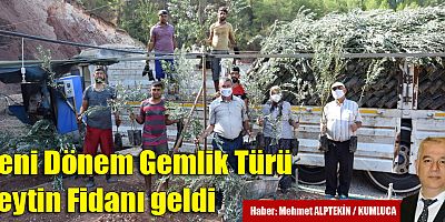 Yeni Dönem Gemlik Türü Zeytin Fidanı geldi