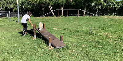 Yenilenen köpek parkı ile can dostların keyfi yerinde